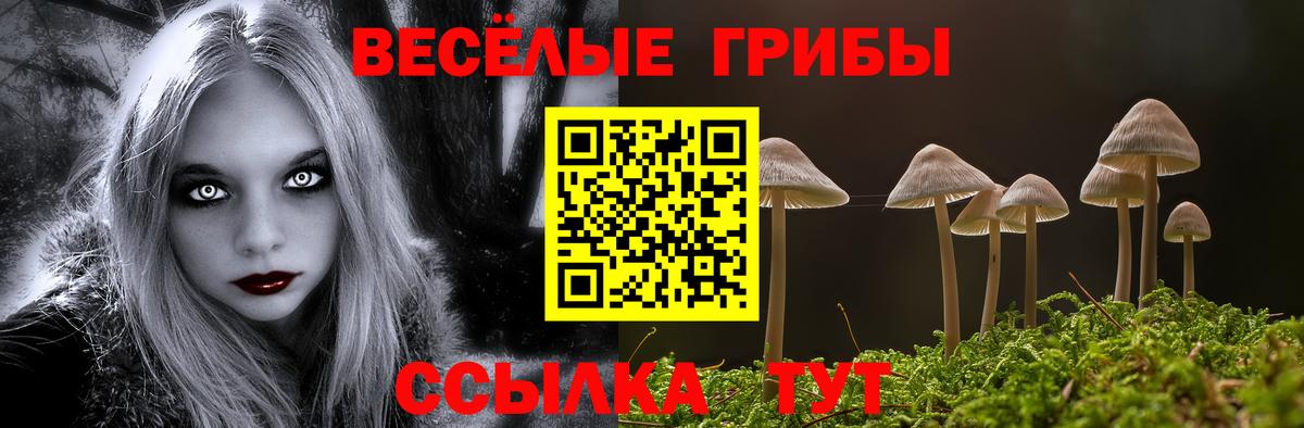 Псилоцибиновые грибы Psilocybe Тихвин